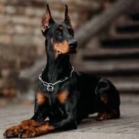 Doberman : Elegant, sexy, distant