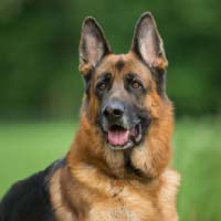 German shepherd : Serious, strong, intelligent